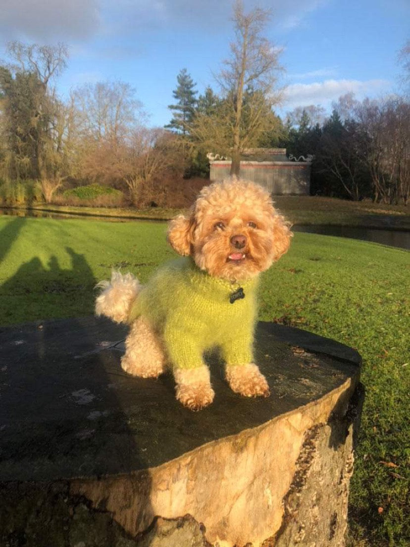 Fat Fur Dog Knit Kit